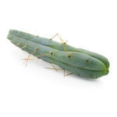 Cactus dei Quattro Venti (Echinopsis lageniformis forma quadricostata)