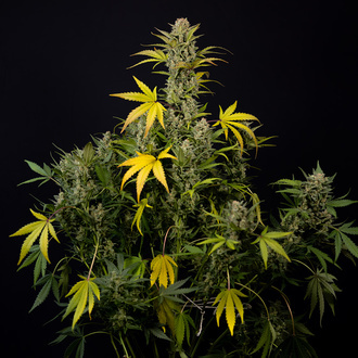 Monster Dwarf Auto (Zamnesia Seeds) Femminizzata