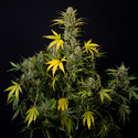 Monster Dwarf Auto (Zamnesia Seeds) Femminizzata