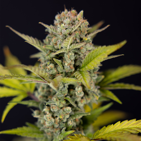 Monster Dwarf Auto (Zamnesia Seeds) Femminizzata