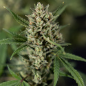 Monster Dwarf Auto (Zamnesia Seeds) Femminizzata