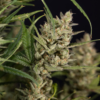 Monster Dwarf Auto (Zamnesia Seeds) Femminizzata