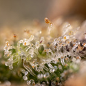 Monster Dwarf Auto (Zamnesia Seeds) Femminizzata