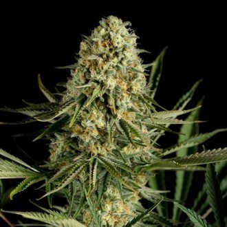 Critical Cheese (Dinafem) Femminizzata