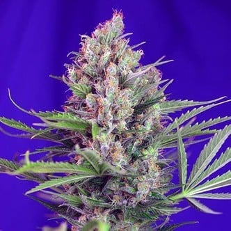 Cream Mandarine - F1 Fast Version (Sweet Seeds) Femminizzata