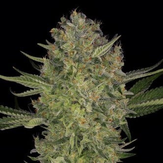 Serious Kush (Serious Seeds) femminizzata