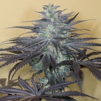 Bubba Kush Auto (Humboldt Seeds) Femminizzata