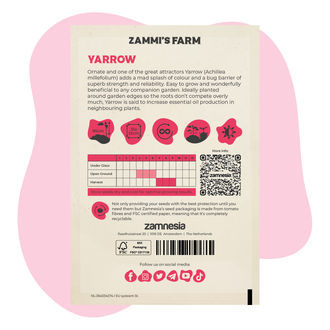 Achillea millefoglie (Achillea millefolium) Buddy Pack