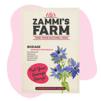 Borragine (Borago officinalis) Buddy Pack