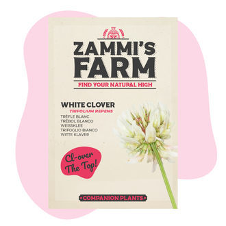 Trifoglio bianco (Trifolium repens) Buddy Pack