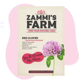 Trifoglio Dei Prati (Trifolium pratense) Buddy Pack