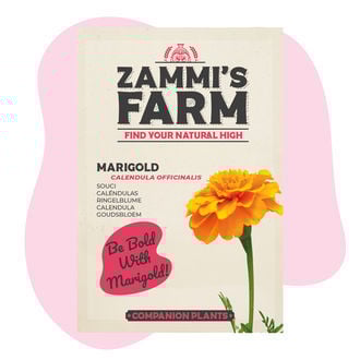 Calendula (Calendula officinalis) Buddy Pack