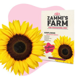 Girasole (Helianthus annuus) Buddy Pack