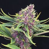 Purple Kush (Kannabia) Femminizzata