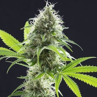 Kama Kush CBD (Kannabia) Femminizzata