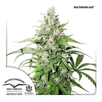 Auto Cinderella Jack (Dutch Passion) femminizzata