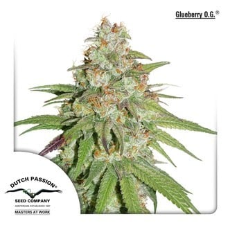 Glueberry OG (Dutch Passion) Femminizzata