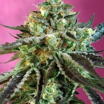 Sweet Nurse Auto CBD (Sweet Seeds) femminizzata