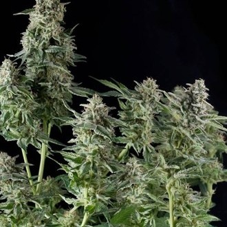 Northern Lights (Pyramid Seeds) Femminizzati