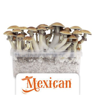 Kit Di Coltivazione Zamnesia 'Mexican'