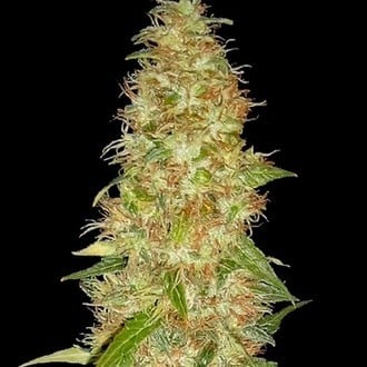 Moon Walker Kush (Spliff Seeds) Femminizzata