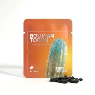 Bolivian Torch (Echinopsis lageniformis) 20 semi