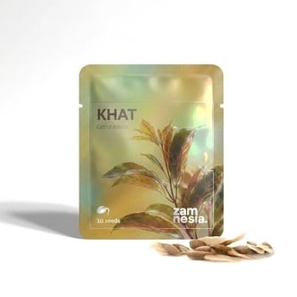 Qat (Catha edulis) 10 semi