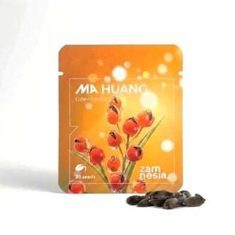Semi di Ma Huang (Ephedra sinica) 20 Semi