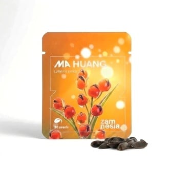 Semi di Ma Huang (Ephedra sinica) 20 Semi
