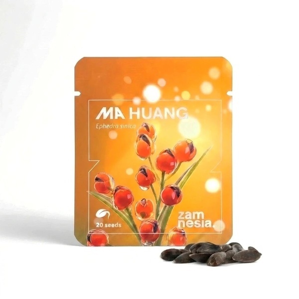 Semi di Ma Huang (Ephedra sinica) 20 Semi