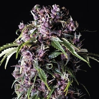 Purple (Pyramid Seeds) femminizzata