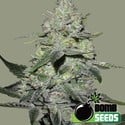 Gorilla Bomb (Bomb Seeds) femminizzati