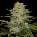 Amnesia CBD (Dinafem) Femminizzata