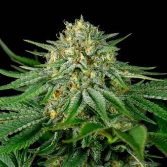 Bubba Kush CBD (Dinafem) Femminizzata