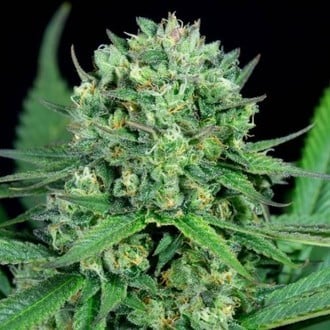 Cheese CBD (Dinafem) femminizzata