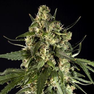 Lemon Auto CBD (Philosopher Seeds) Femminizzata