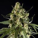 Lemon Auto CBD (Philosopher Seeds) Femminizzata