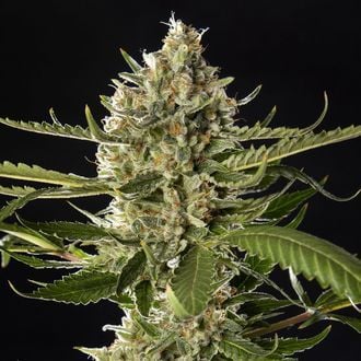 Lemon OG Candy (Philosopher Seeds) Femminizzata