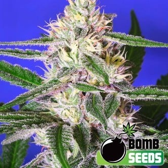 Edam Bomb (Bomb Seeds) Femminizzata