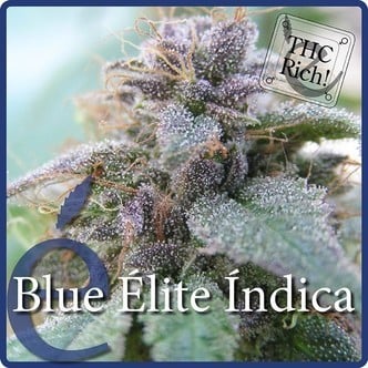 Blue Elite Indica (Elite Seeds) Femminizzata