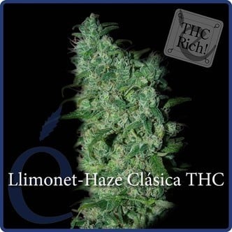 Llimonet Haze Classic THC (Elite Seeds) Femminizzata