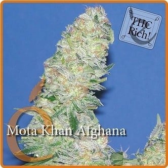 Mota Khan Afghana (Elite Seeds) Femminizzata