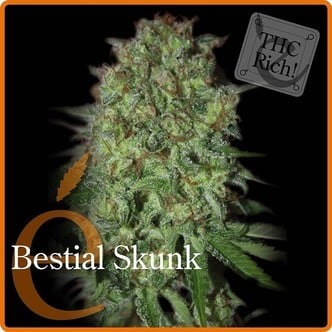 Bestial Skunk (Elite Seeds) Femminizzata