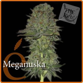 Meganuska (Elite Seeds) Femminizzata