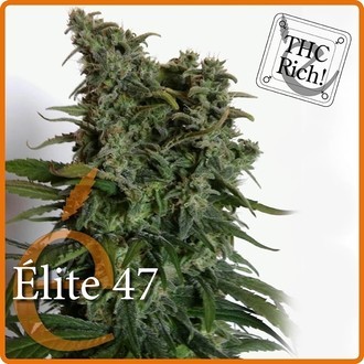 Elite 47 (Elite Seeds) Femminizzata