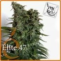 Elite 47 (Elite Seeds) Femminizzata