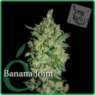 Banana Joint (Elite Seeds) Femminizzata