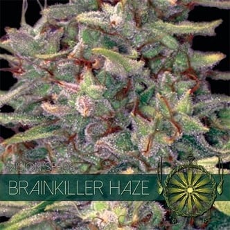 Brainkiller Haze (Vision Seeds) Femminizzata
