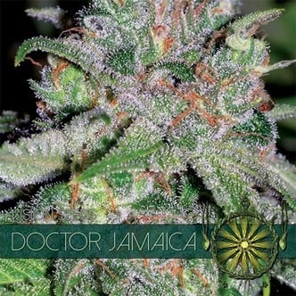 Doctor Jamaica (Vision Seeds) Femminizzata