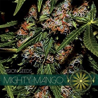 Mighty Mango Bud (Vision Seeds) Femminizzata